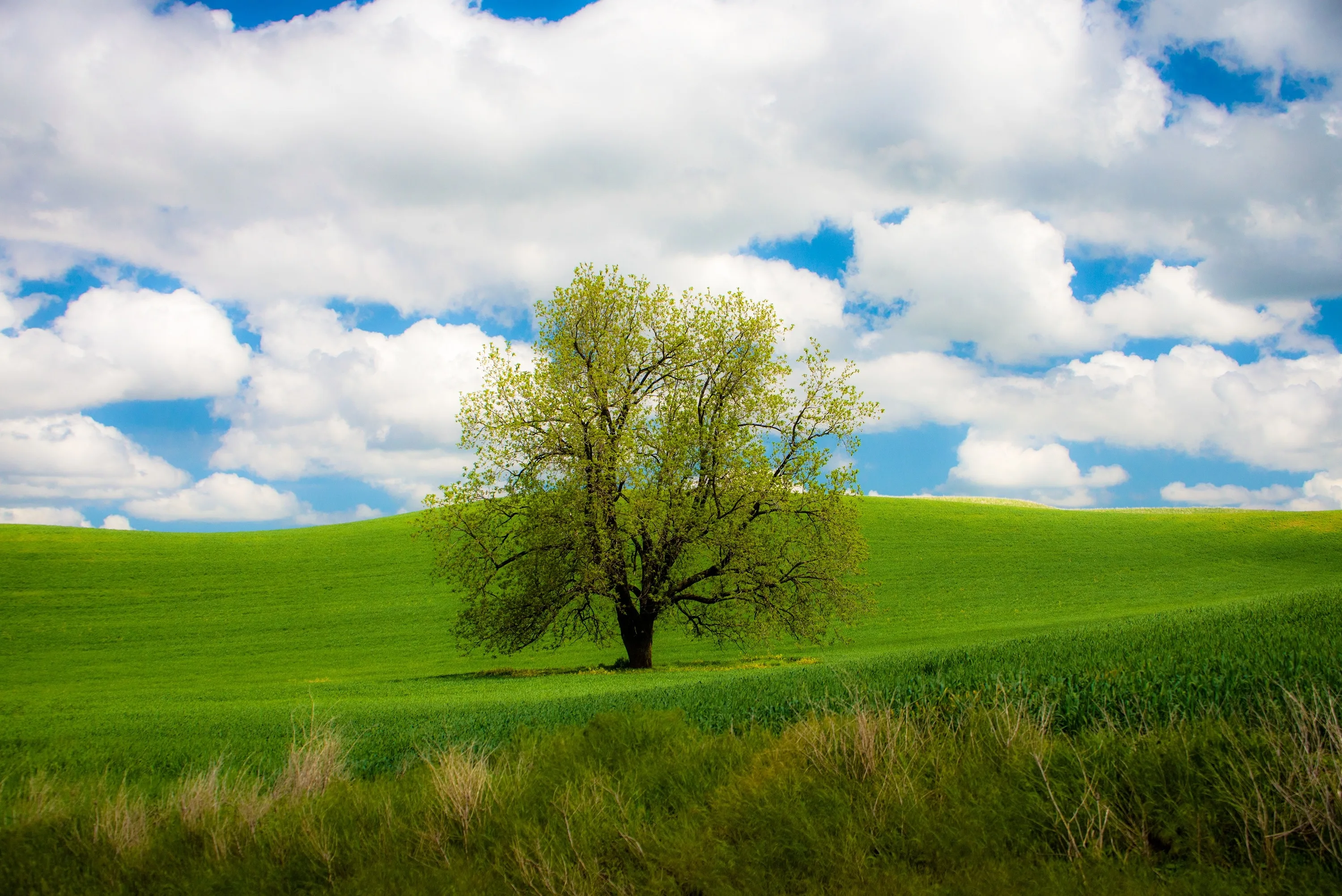 Shelley scenery