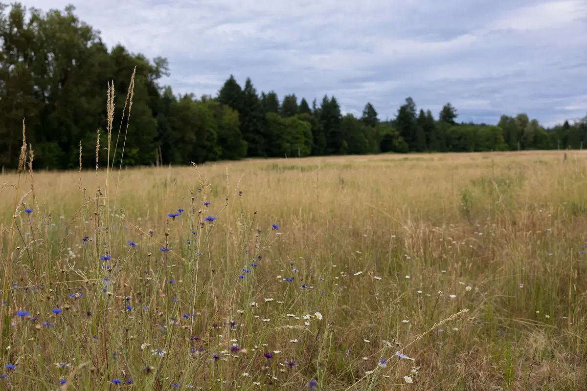 Canby neighborhood