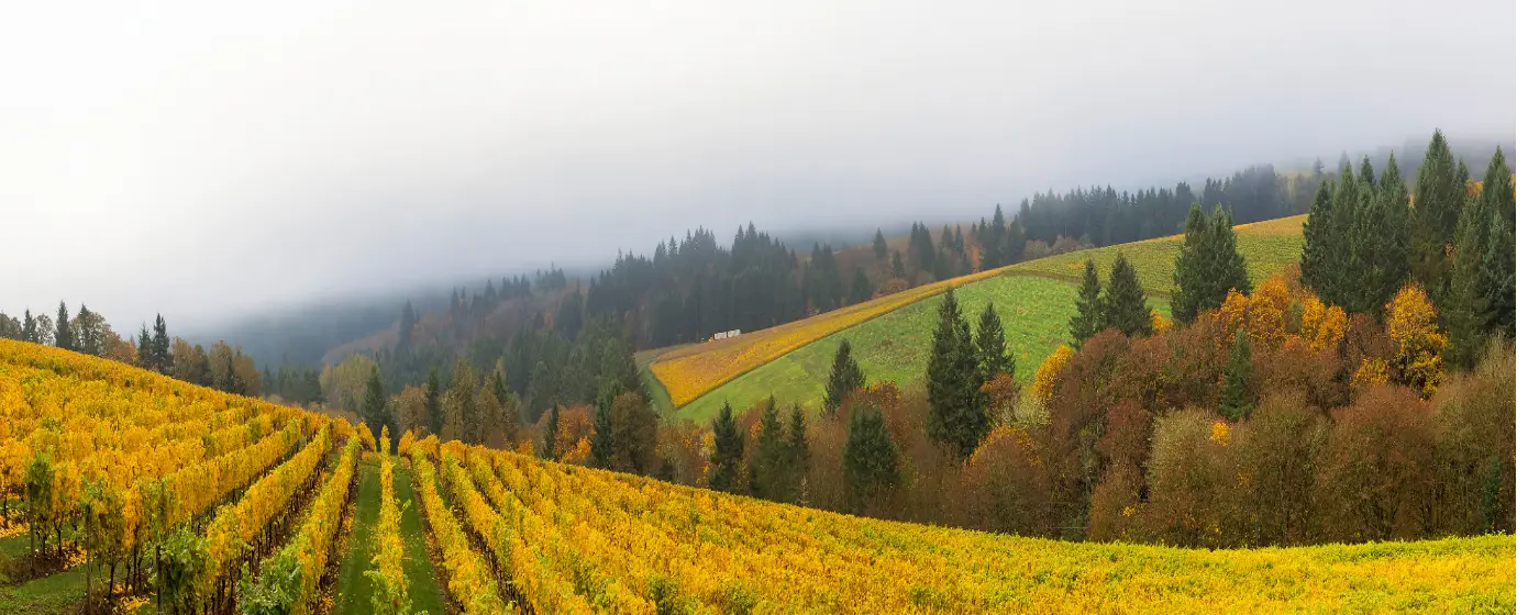 Living in Dundee, Oregon: A Local's Guide to Wine Country Life