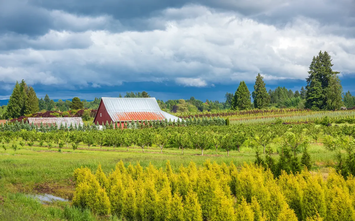 Forest Grove scenery