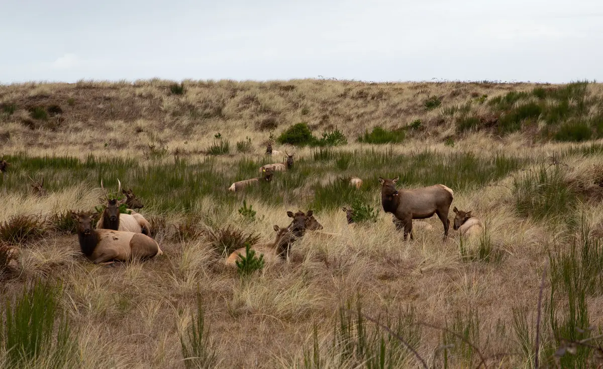 Gearhart scenery