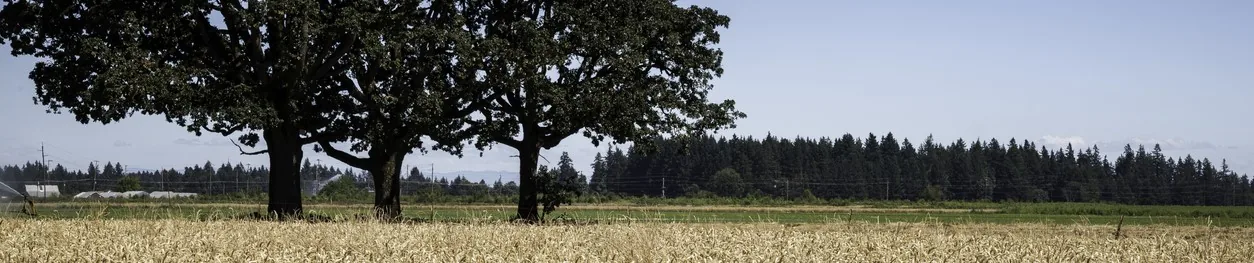 McMinnville