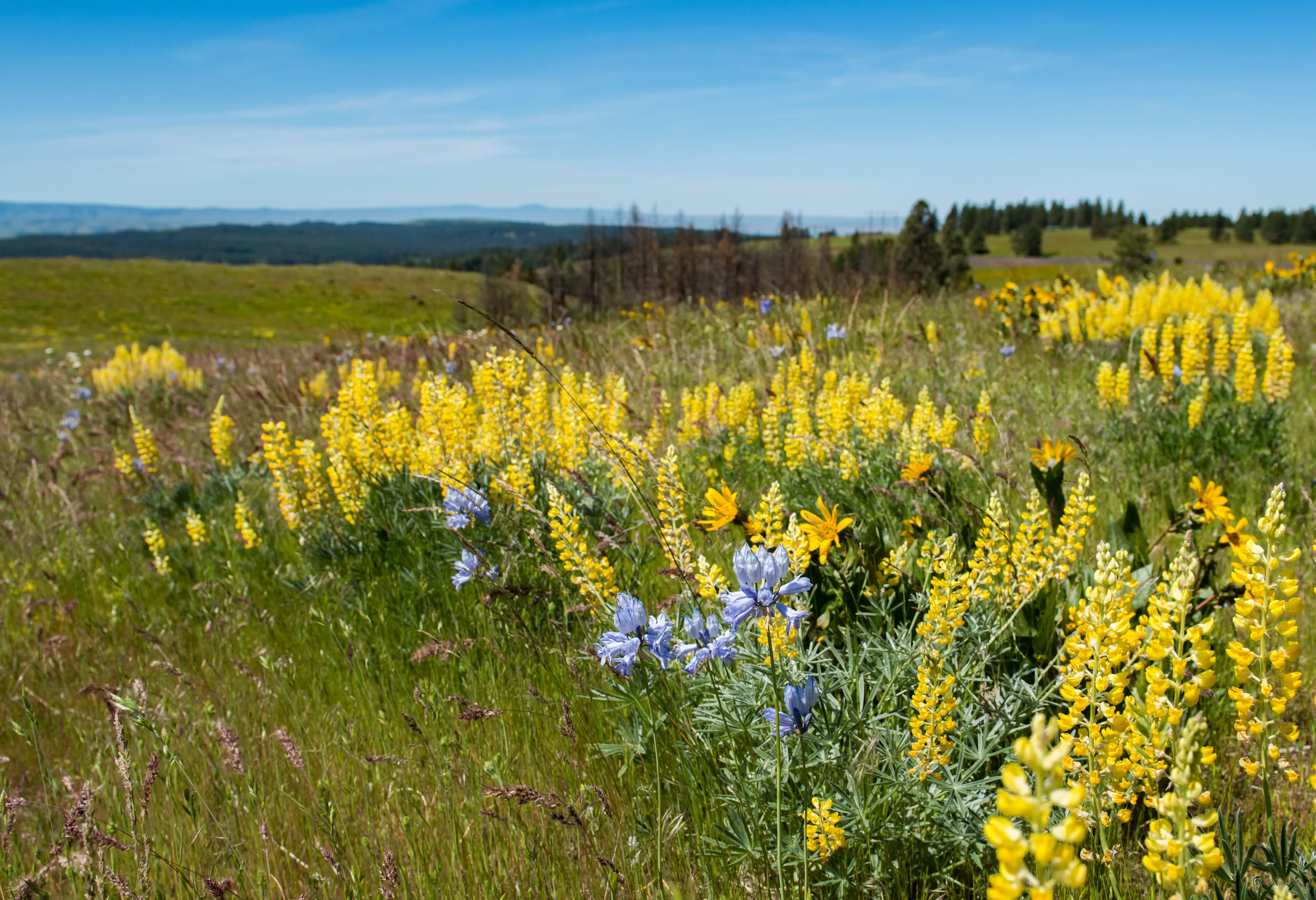 Pendleton scenery