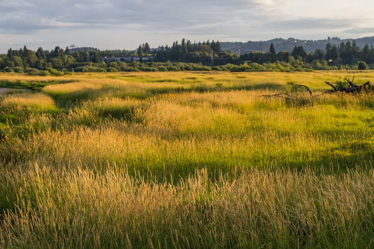 Sherwood scenery