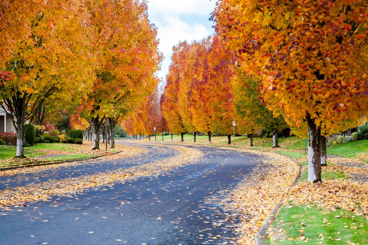Tigard neighborhood