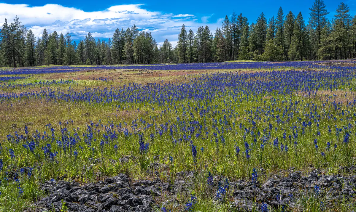 Camas