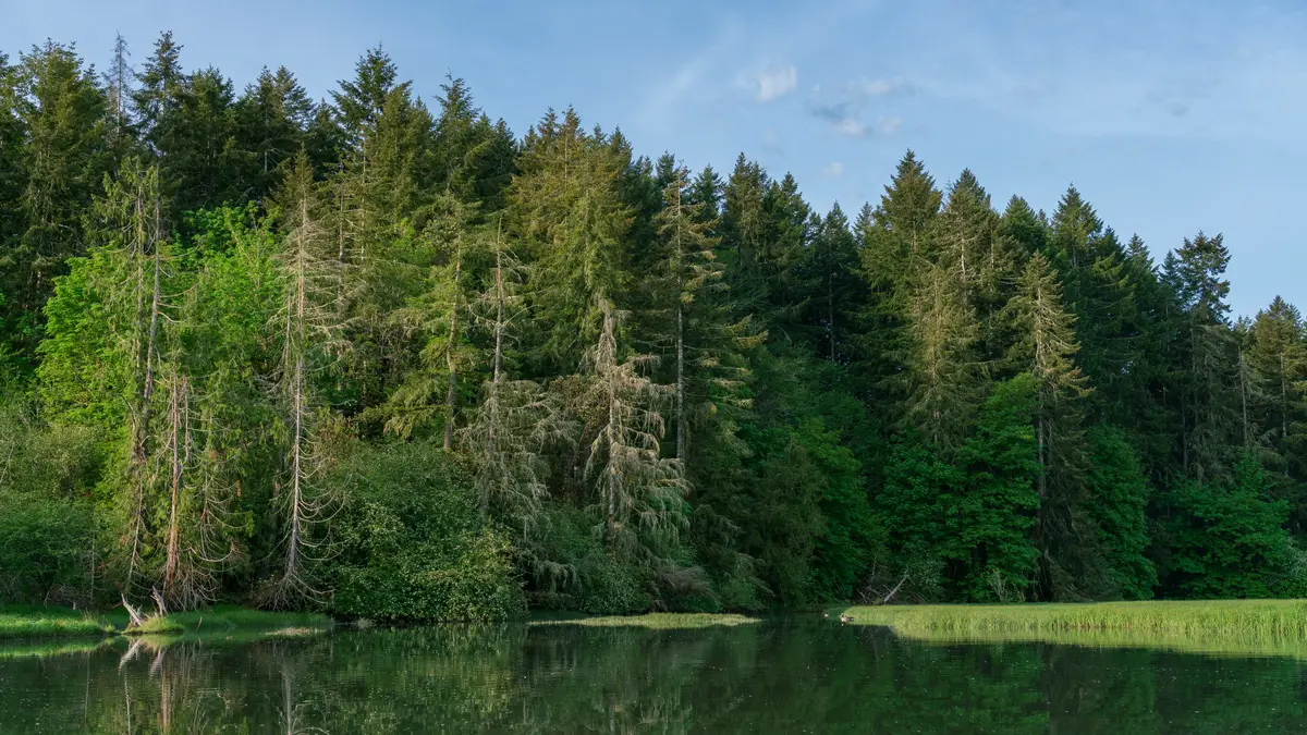 Shelton scenery